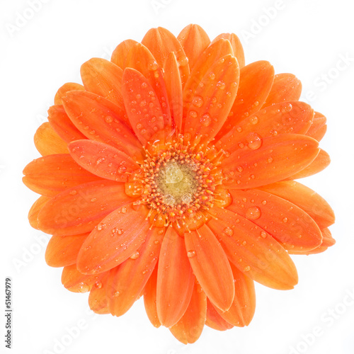 Gerber Flower. Orange gerbera flower close up photo.