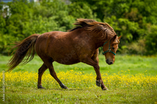 Pony in Bewegung © hemlep