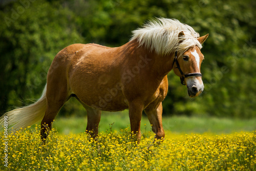Obraz na plátně Haflinger