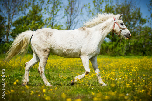 Connemara-Pony in Bewegung