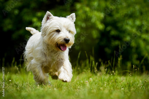 West Highland White Terrier in Bewegung