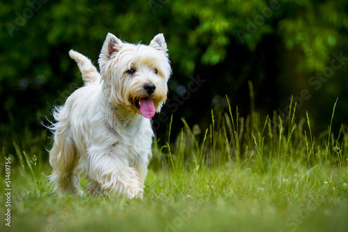 West Highland White Terrier photo
