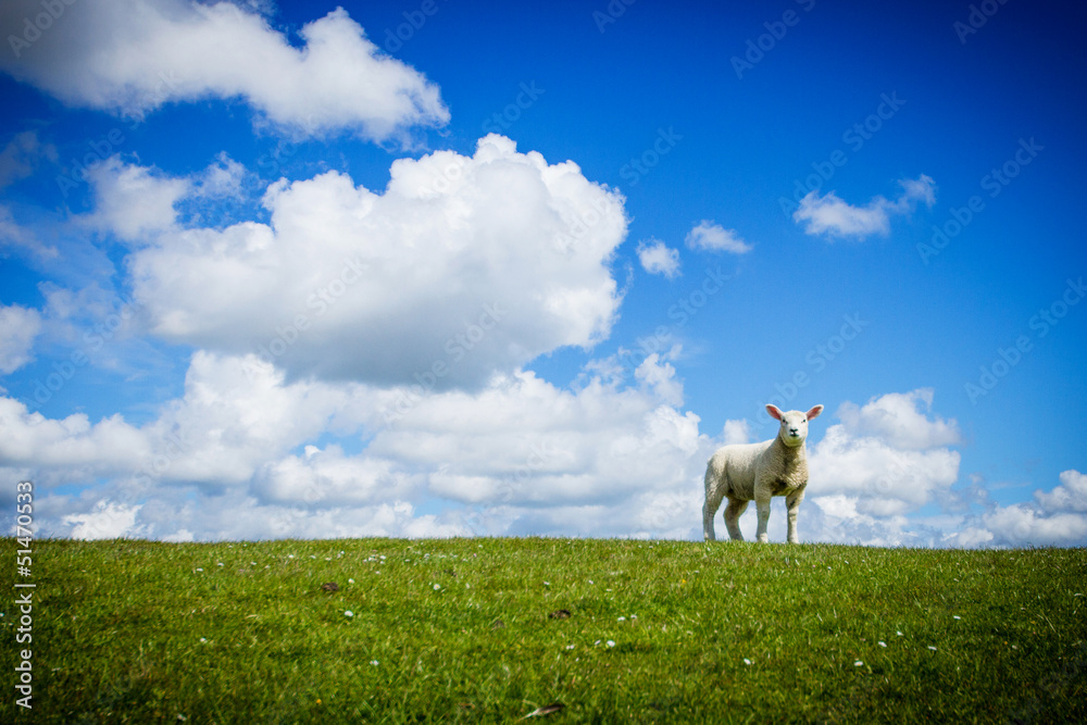 Fototapeta premium Lamm am Damm