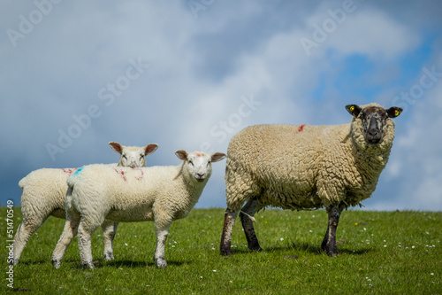 Schaf mit Jungtieren