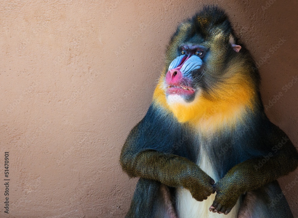 Obraz premium Picture of a colourful displeased mandrill
