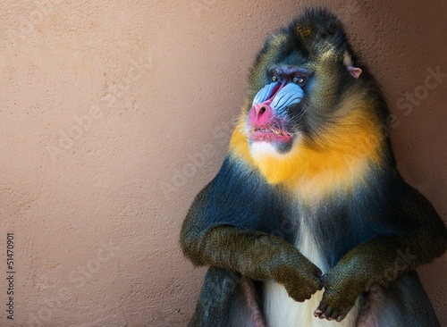 Fotografia Picture of a colourful displeased mandrill