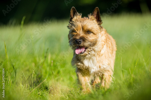 Fotografie Cairn Terrier