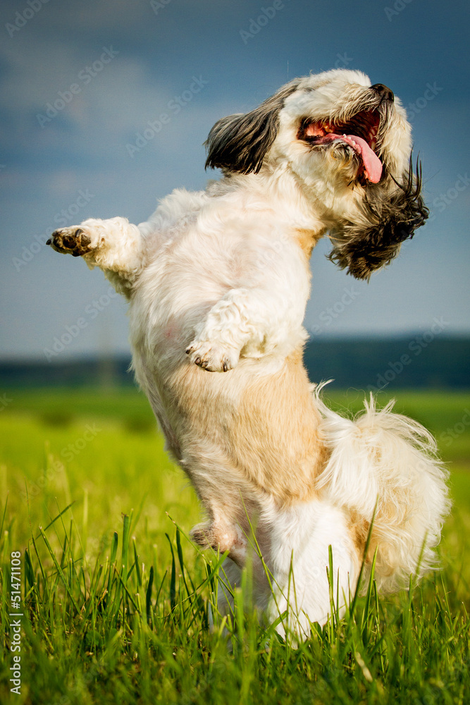 Tanzender Hund Stock Photo | Adobe Stock
