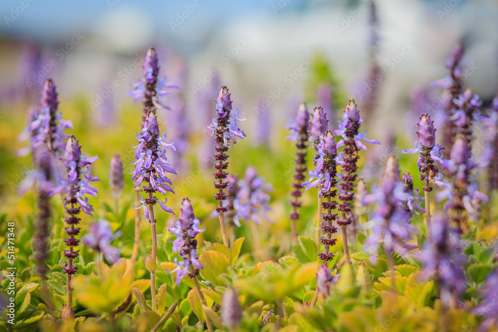 Fototapeta premium Bunch of lavender flowers, dried on the sun
