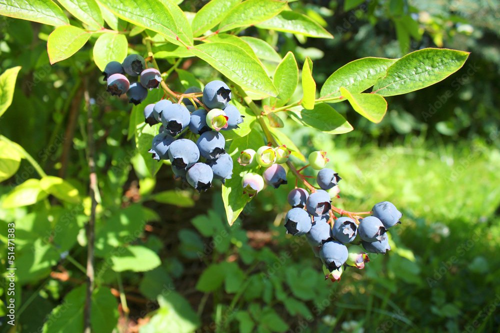 Fototapeta premium Highbush blueberry plant