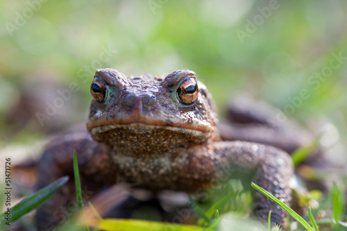 Kroete (Erdkroete - bufo bufo) photo