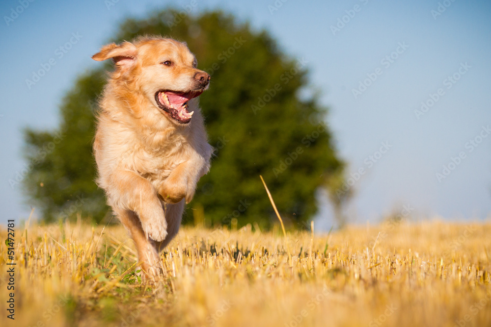 Golden Retriever in Action Golden Retriever in Action