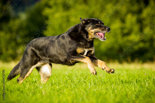 Mischlingshund in Bewegung © hemlep