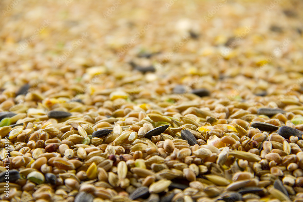 Obraz premium Bird seed, differential focus