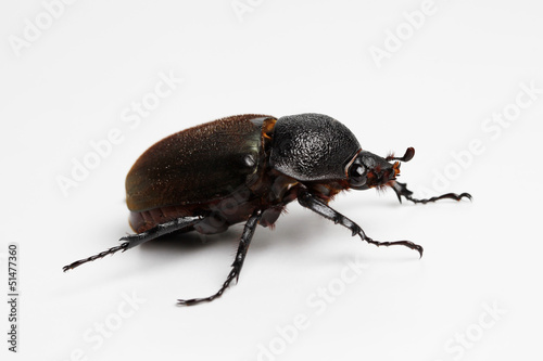 Beetle in White Background