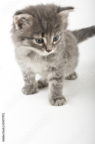 Little kitten © Anna Shelestova
