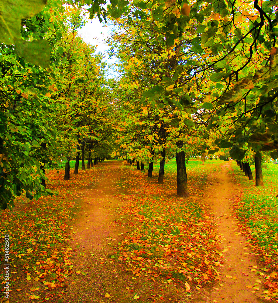 Naklejka premium beautiful colorful autumn park