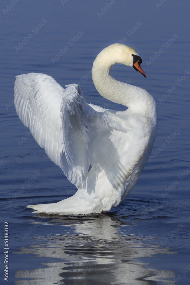Fototapeta premium White swan