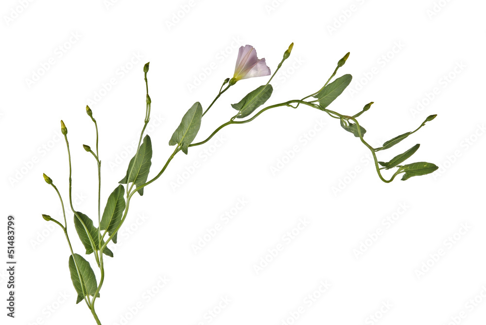 vine isolated on white background vine isolated on white background
