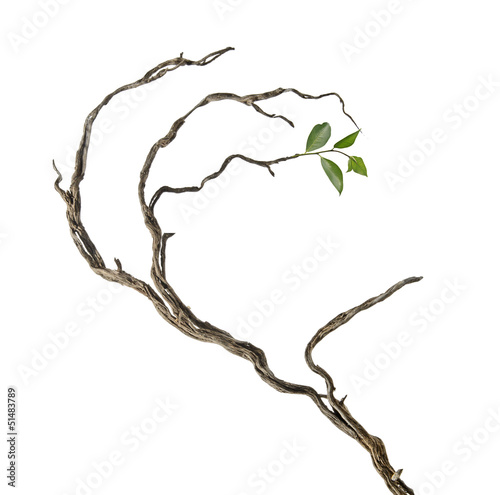 Fotografija Dry branch with new leaf