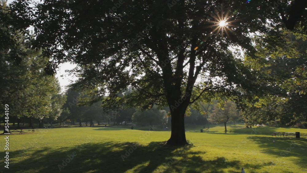 Big sunny tree in park. Mount Royal, Montreal, Quebec. Big sunny tree in park. Mount Royal, Montreal, Quebec.