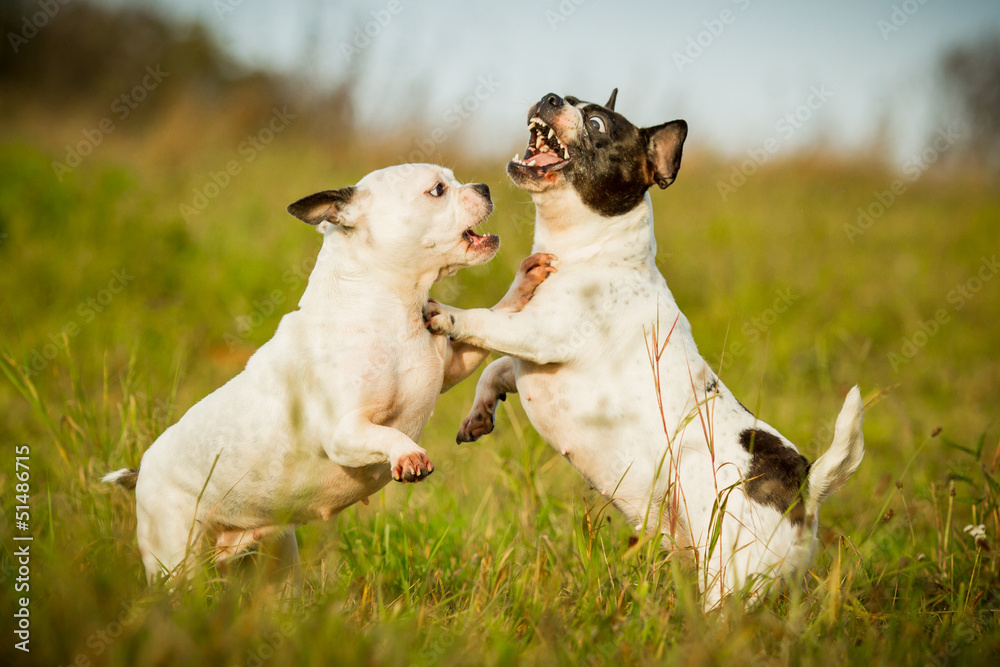 Französische Bulldoggen spielen