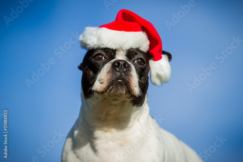Französische Bulldogge Weihnachtsmütze © hemlep