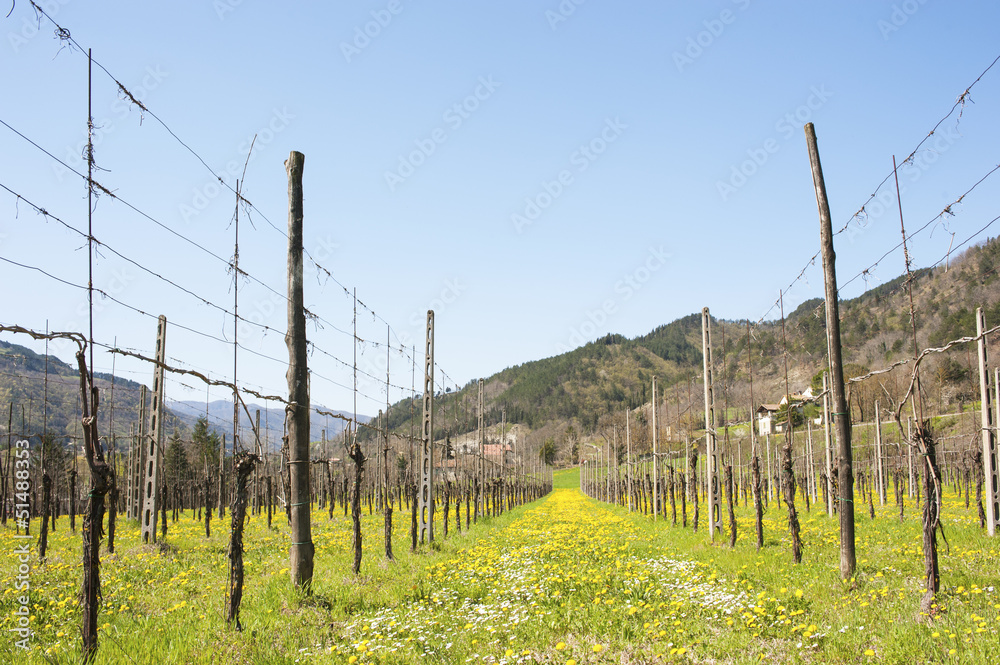 Grape on yellow meadow