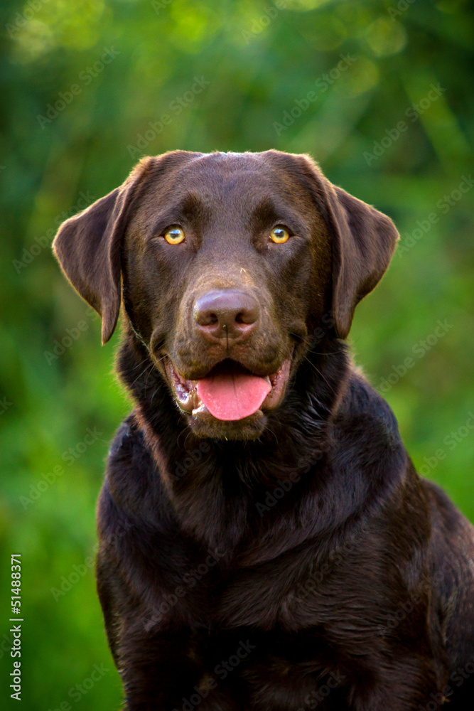Labrador Retriever Portrait