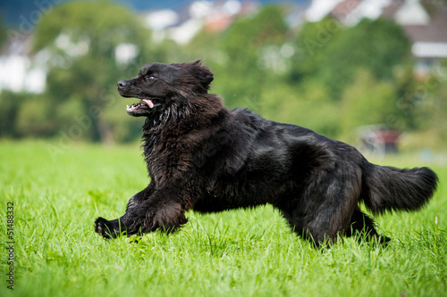 Neufundländer in Action!