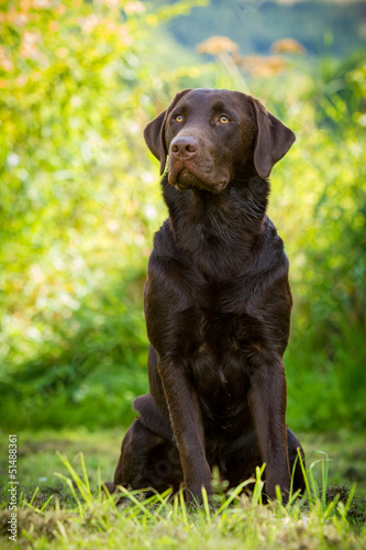 Labrador Retriever