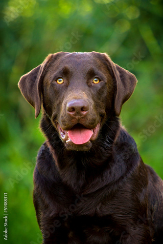 Labrador Retriever Portrait