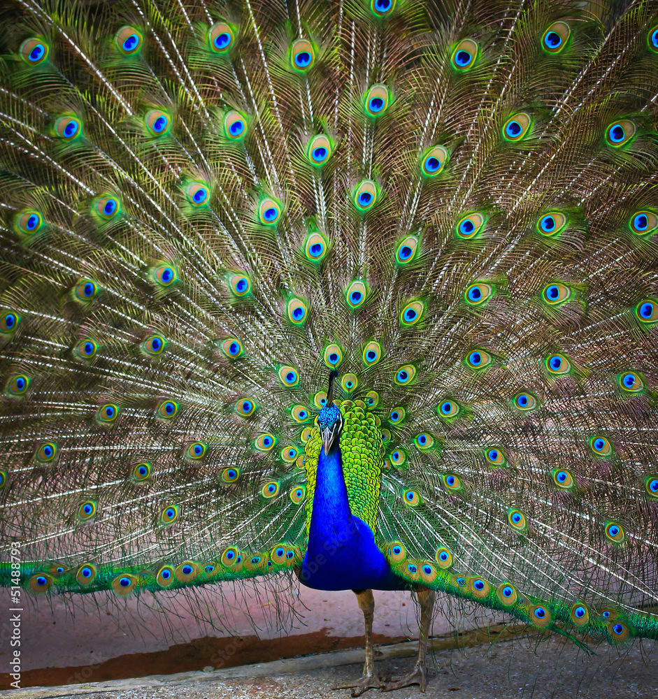 Obraz premium Peacock