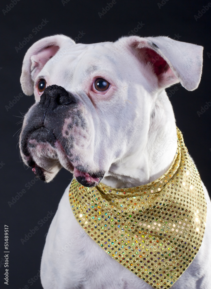 boxer dog scarf