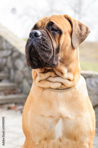 bullmastiff dog portrait
