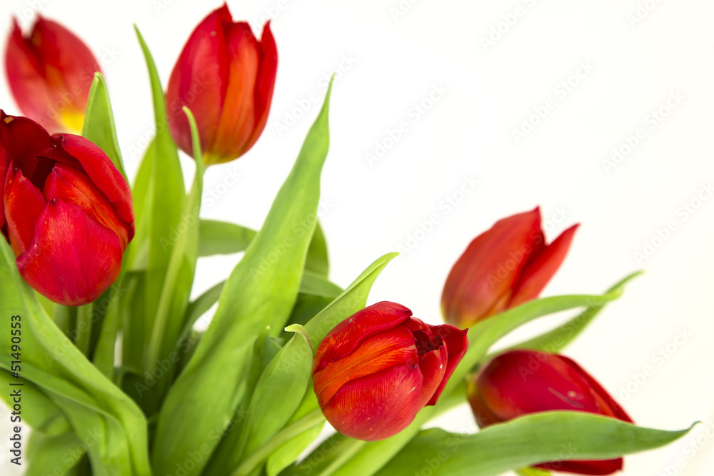 red tulips