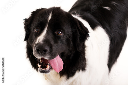 Dog with tongue out on white backdrop © nathan_0834