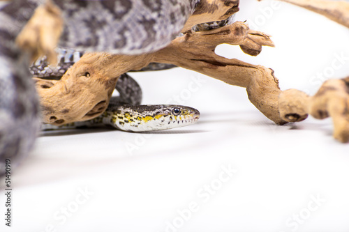 Snake on white backdrop © nathan_0834