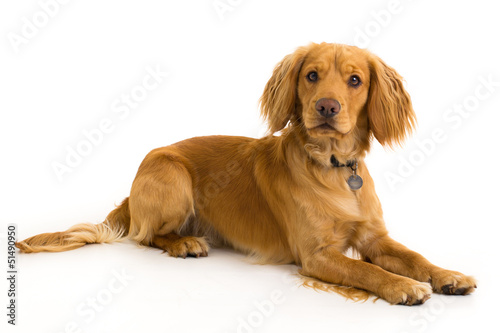 Dog on white background