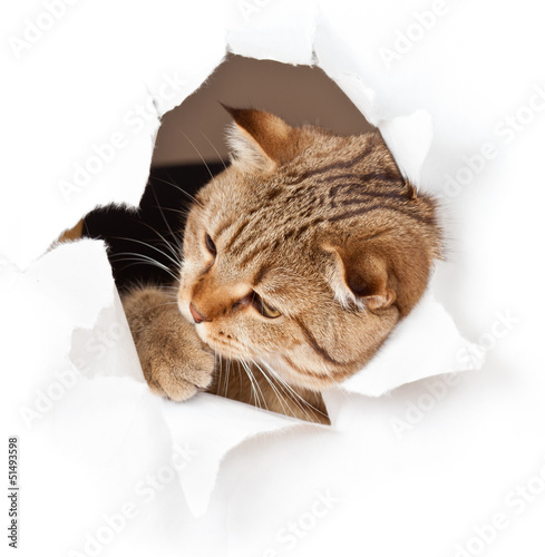 cat in paper side torn hole...