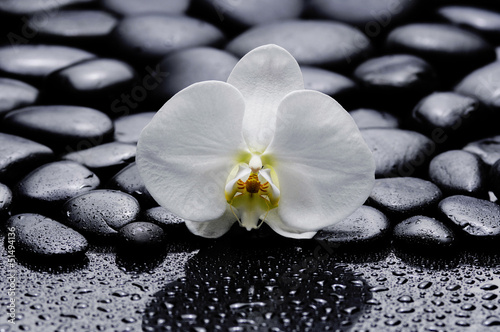 macro of white orchid with stones after rain