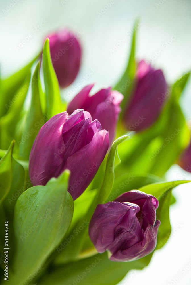 Fototapeta premium Bukiet pięknych fioletowych tulipanów
