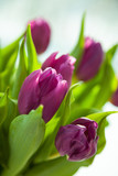 Bouquet of beautiful purple tulips