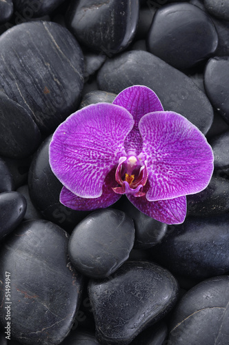 Red orchid with stones texture