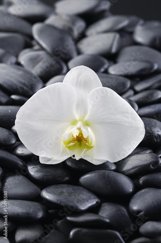 macro of white orchid with black stones