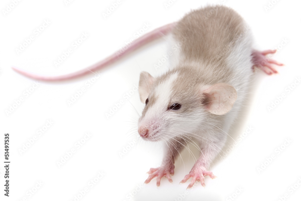 white rat on white background white rat on white background