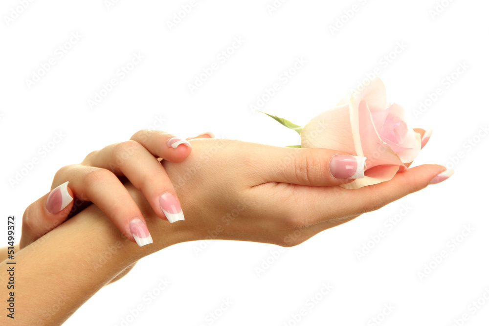 Naklejka premium Beautiful woman hands with rose, isolated on white