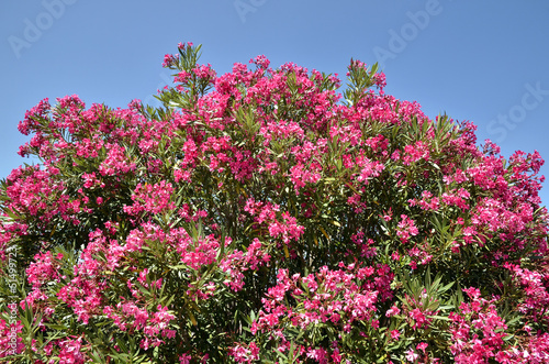 Red oleander flowers photo