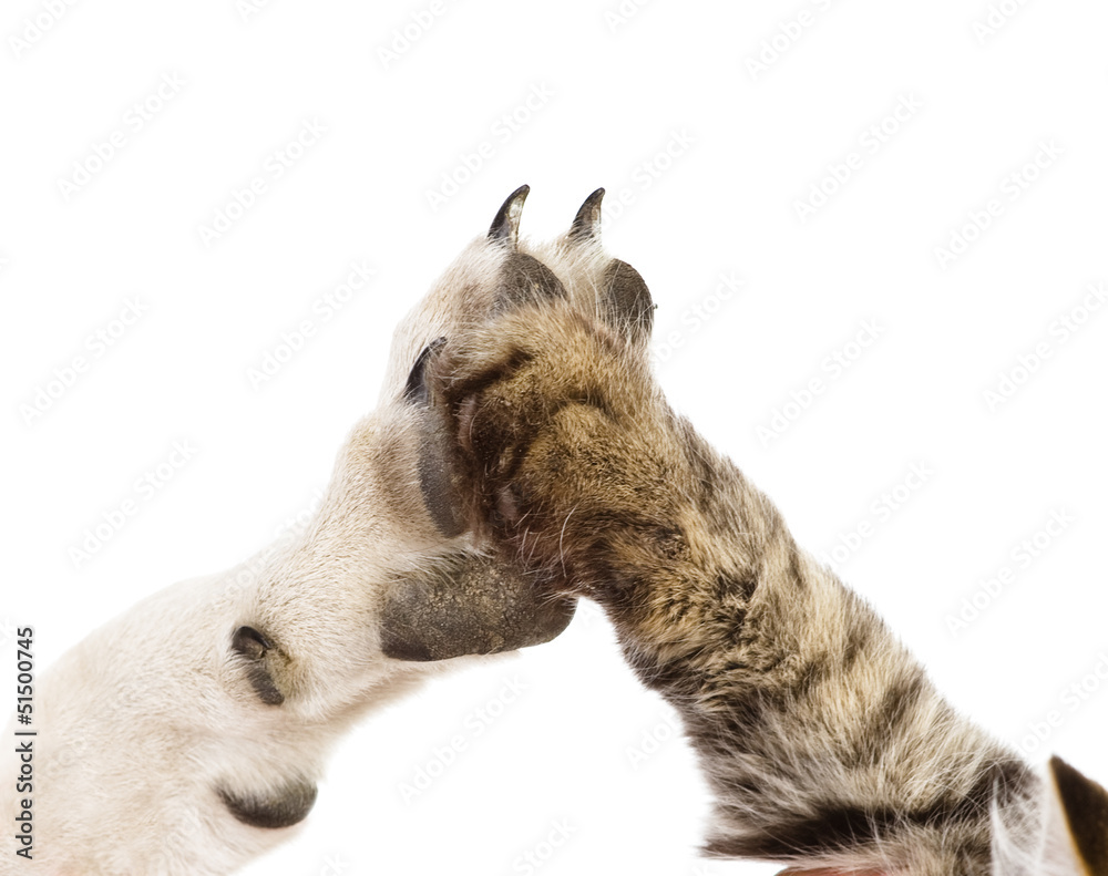 Fototapeta premium cat and dog making hi-five gesture. isolated on white