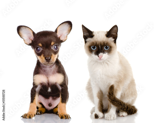 Fototapeta Naklejka Na Ścianę i Meble -  Toy Terrier and Siamese kitten. isolated on white 